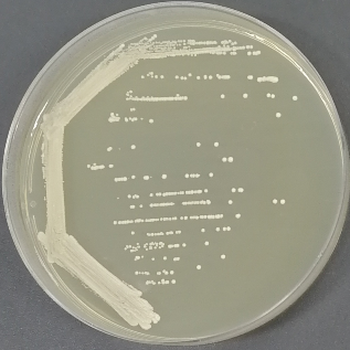 Brewing yeast Y06838-BNCC