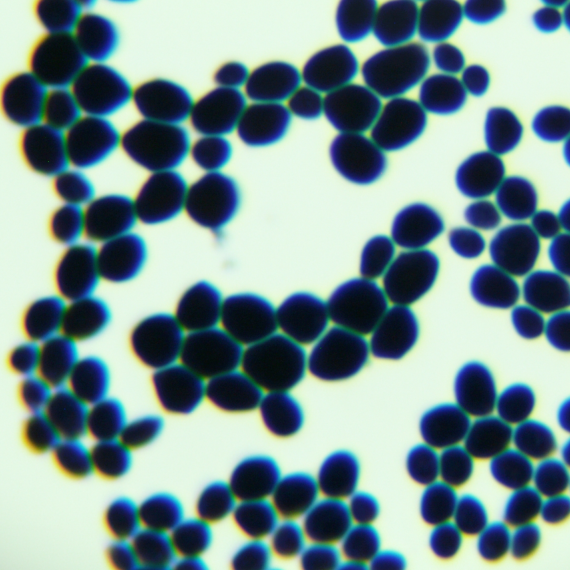 Brewing yeast Y06838-BNCC