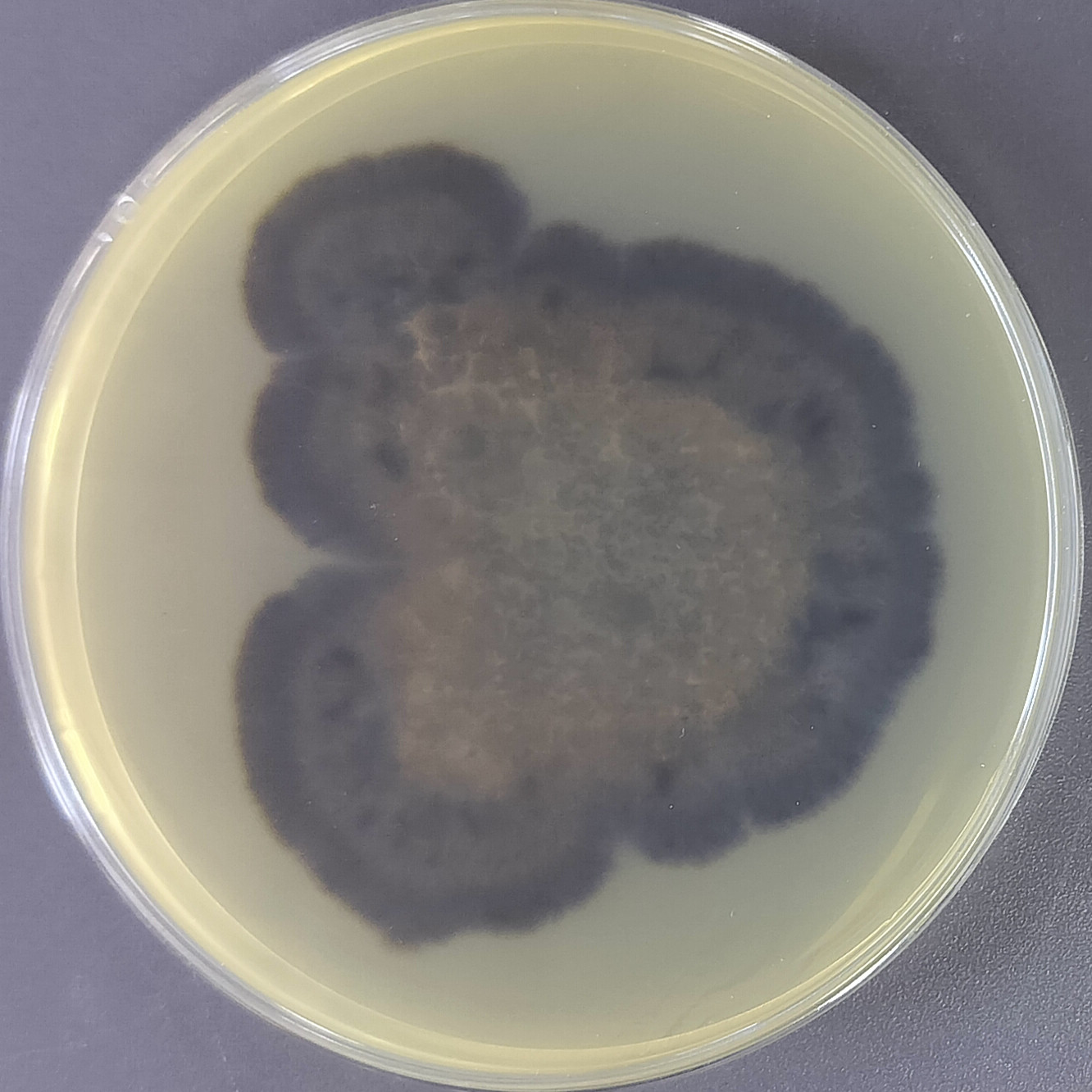 Endoconidia carpetanum-BNCC