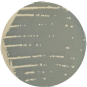 Lactose Spore Yeast-BNCC