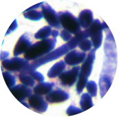Lactose Spore Yeast-BNCC