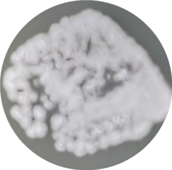 Cladosporium-BNCC