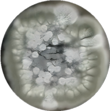 Cladosporium-BNCC