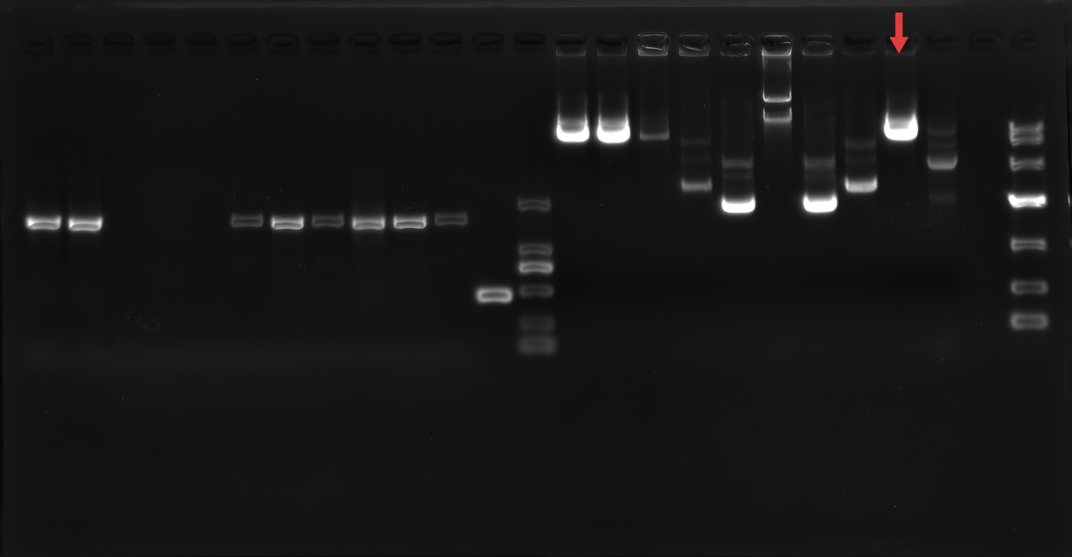 PCAMBIA1303 TrpC Hygro-gpdA GFP-BNCC