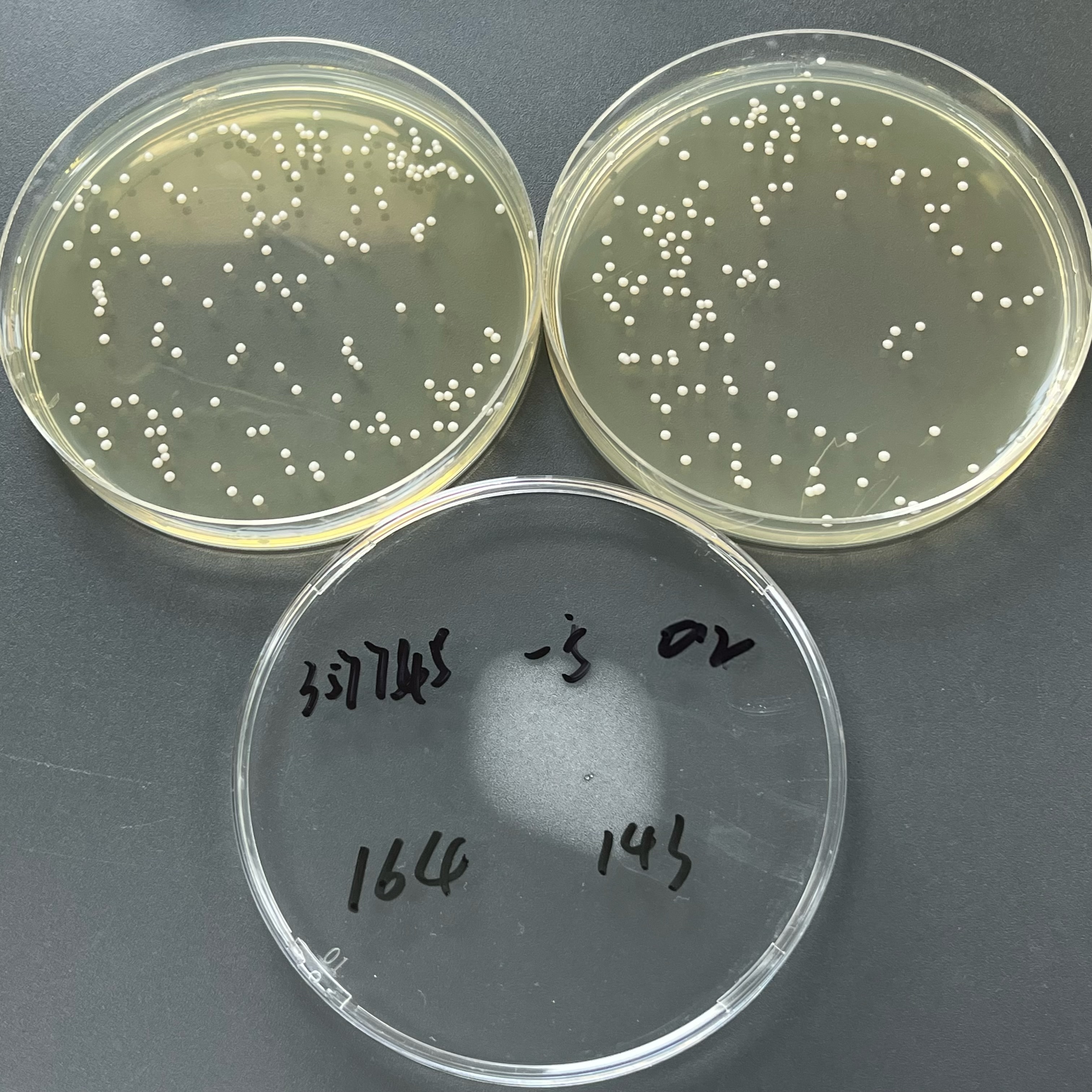 Quantitative strain of Candida albicans-BNCC