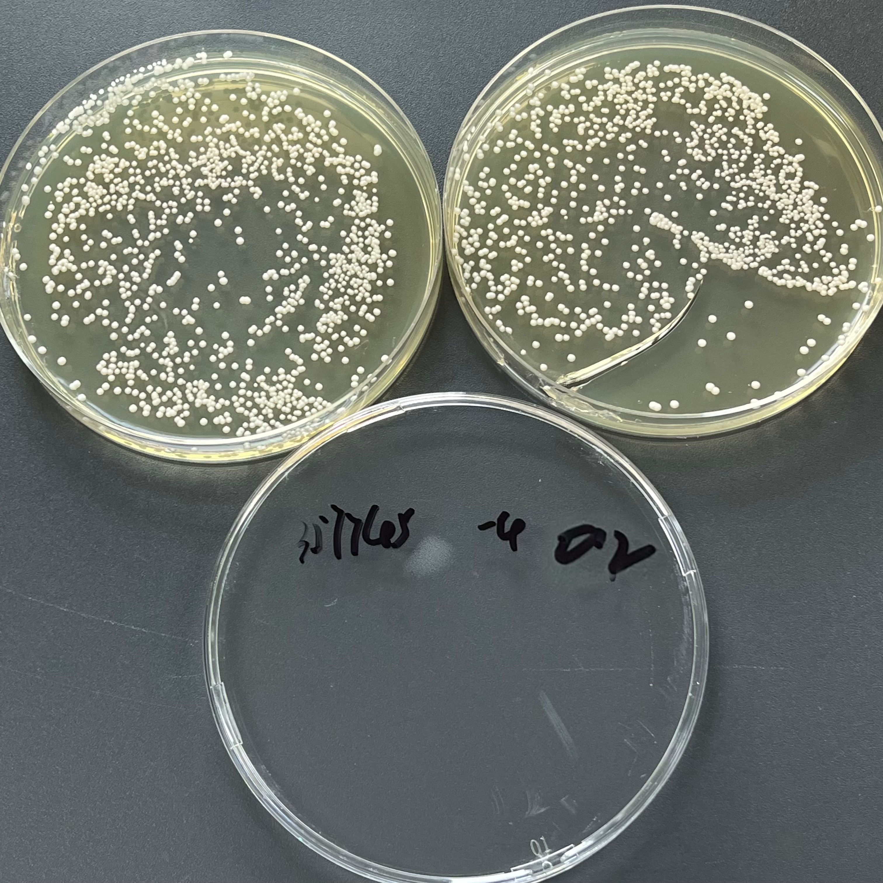 Quantitative strain of Candida albicans-BNCC