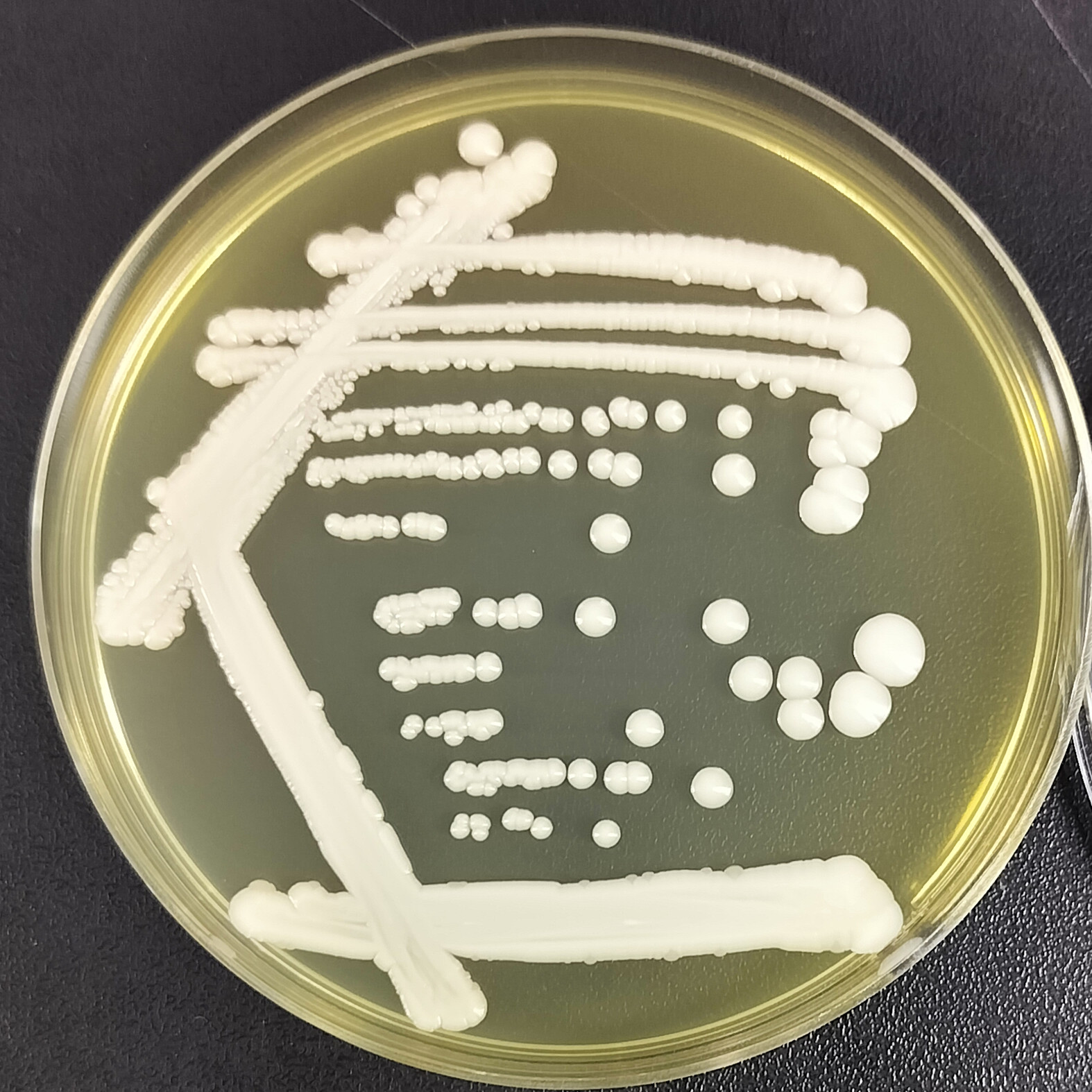 Ear Candida-BNCC