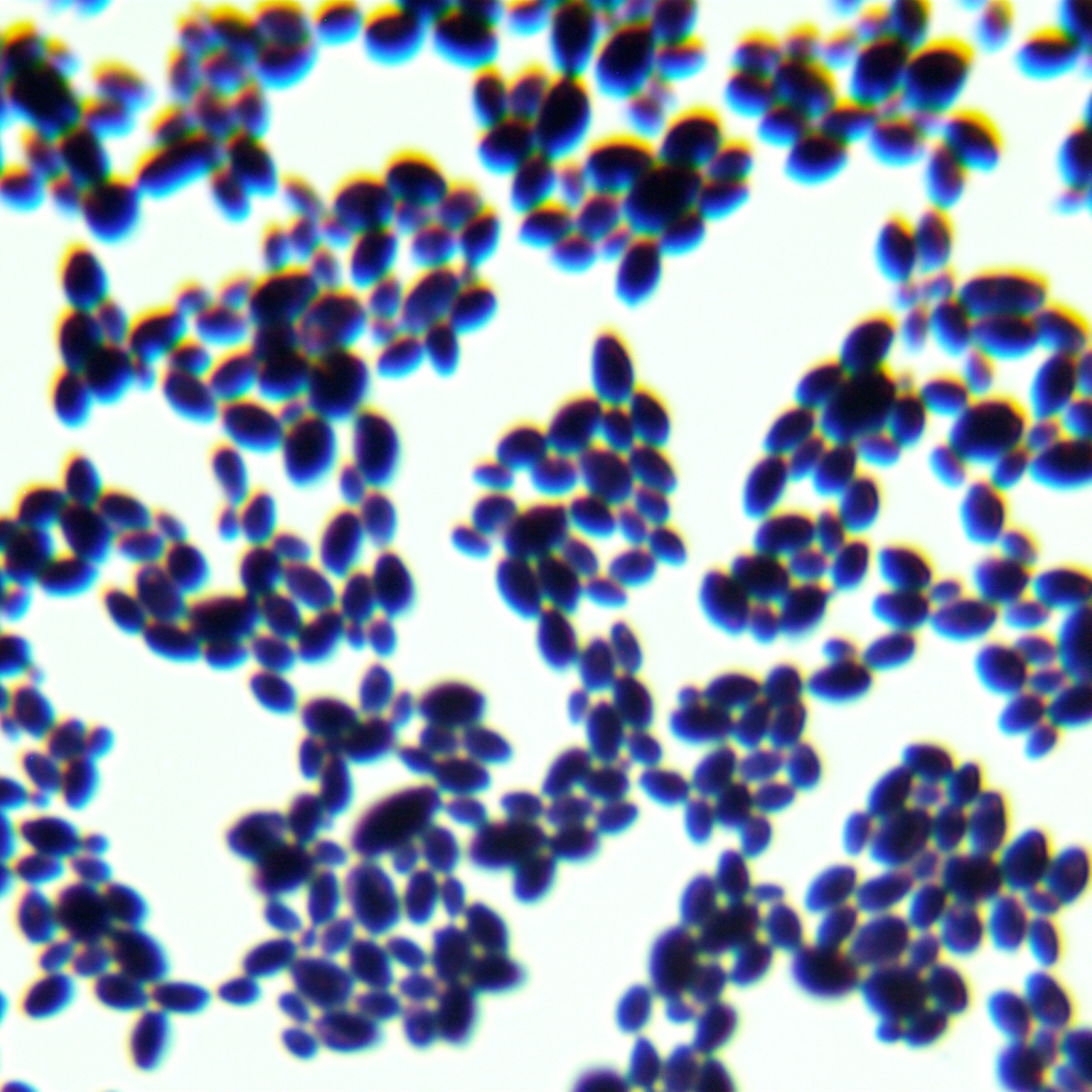 Ear Candida-BNCC