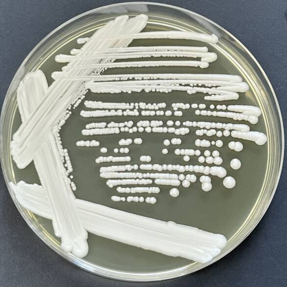 Ear Candida-BNCC