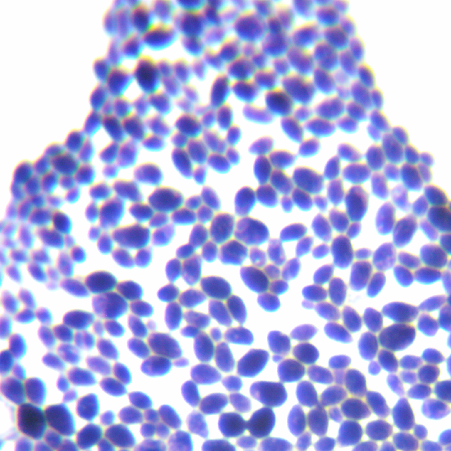 Ear Candida-BNCC