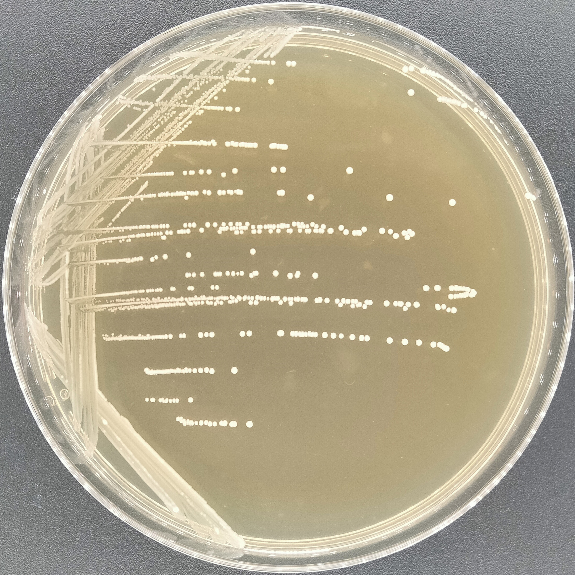Enterococcus faecalis-BNCC