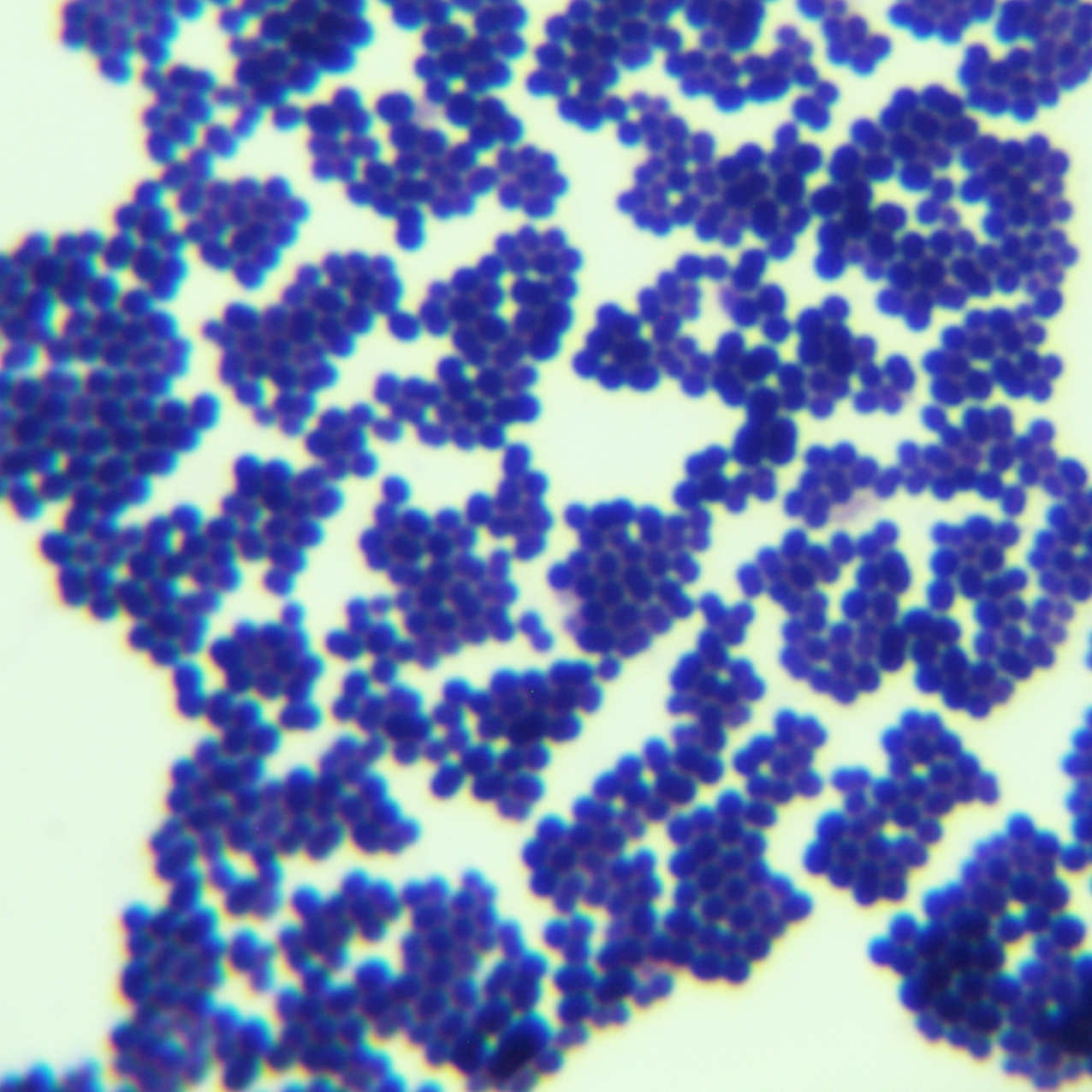 Enterococcus faecalis-BNCC