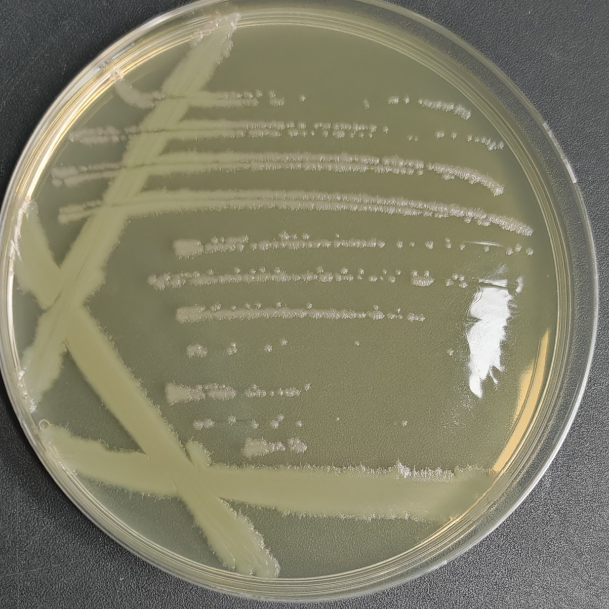 Bacillus subtilis-BNCC