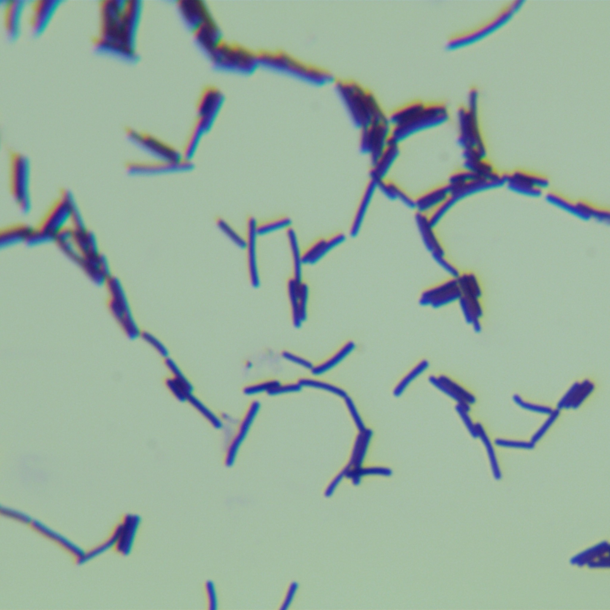 Bacillus subtilis-BNCC