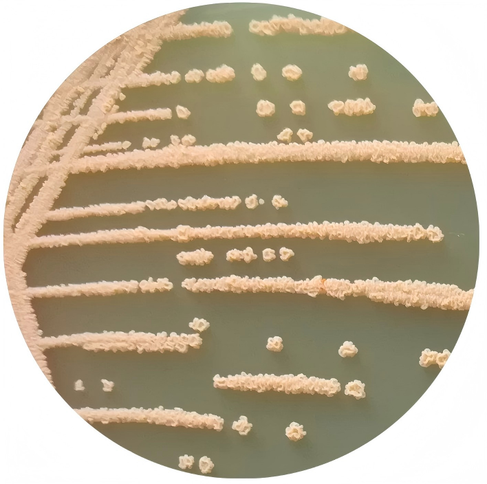 Rhodococcus roseus-BNCC