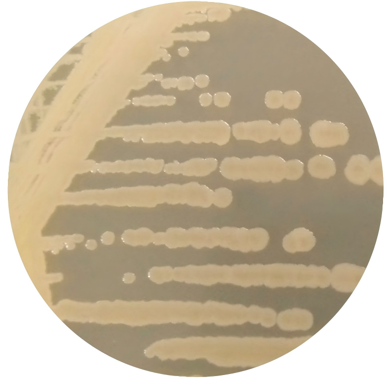 Bacillus subtilis subsp. sp.-BNCC