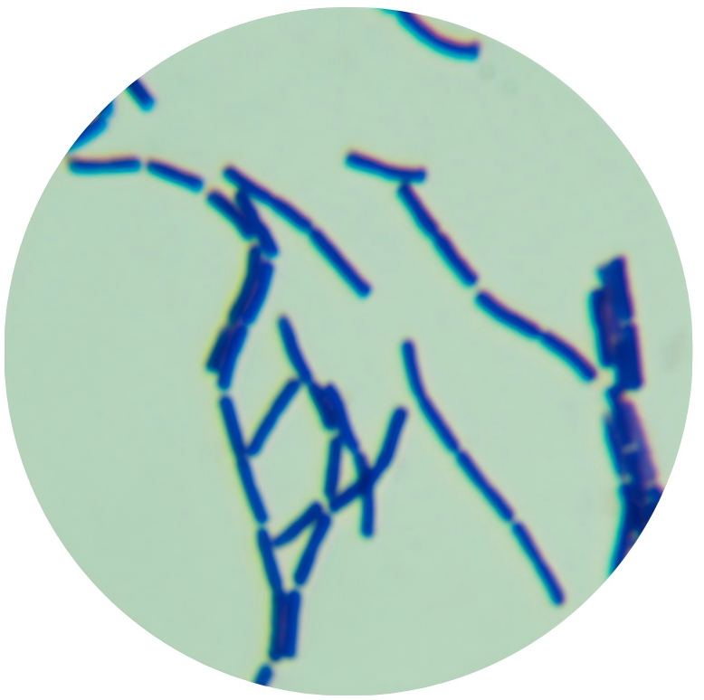 Bacillus subtilis subsp. sp.-BNCC