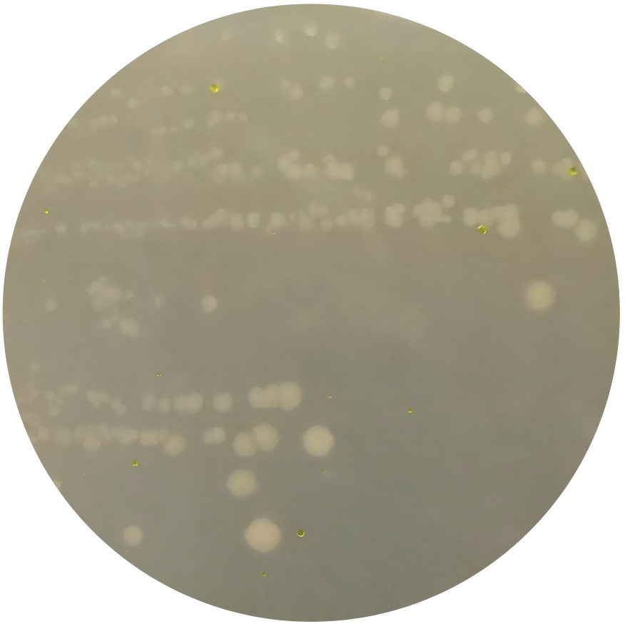 Clostridium butyricum-BNCC