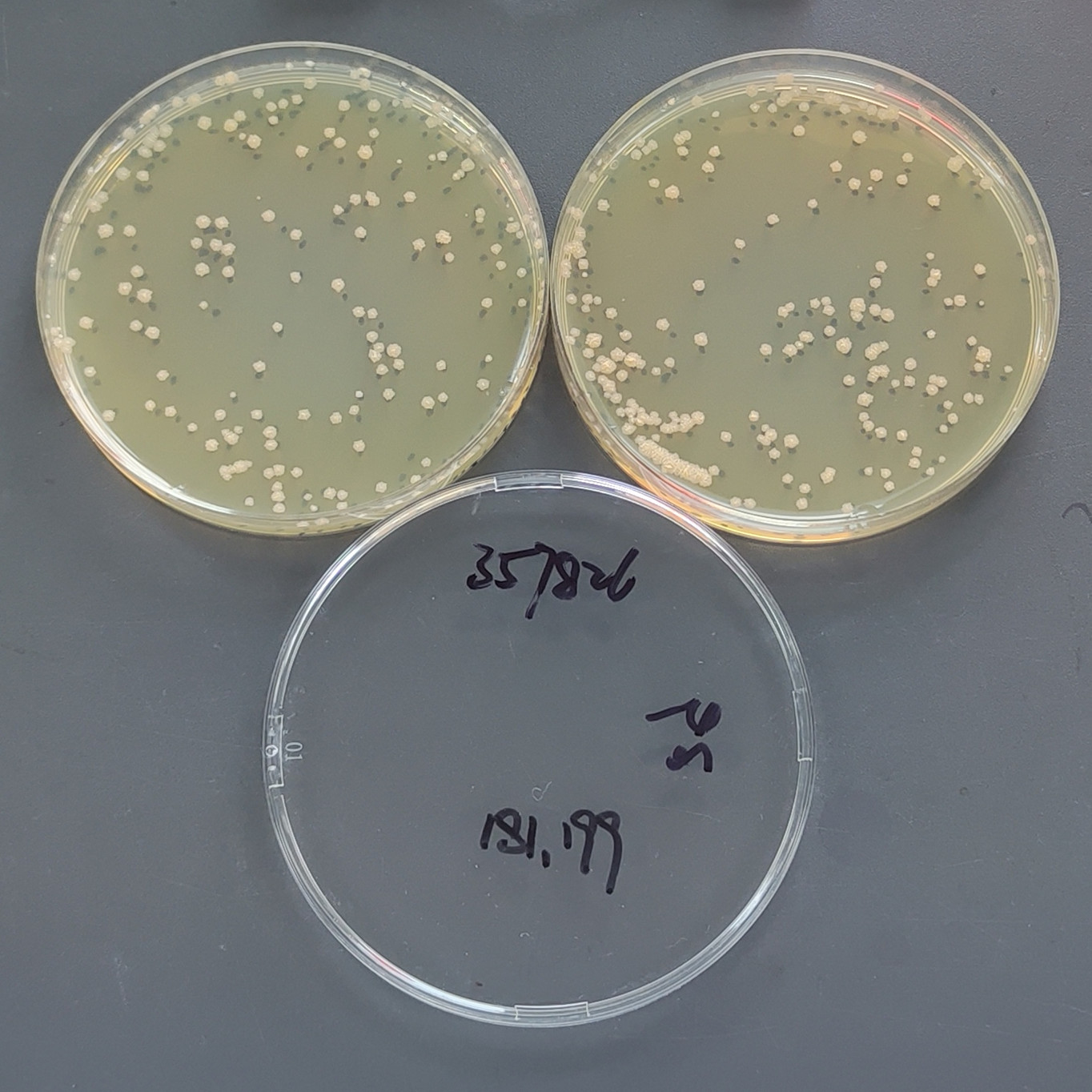 Grass mycobacteria-BNCC