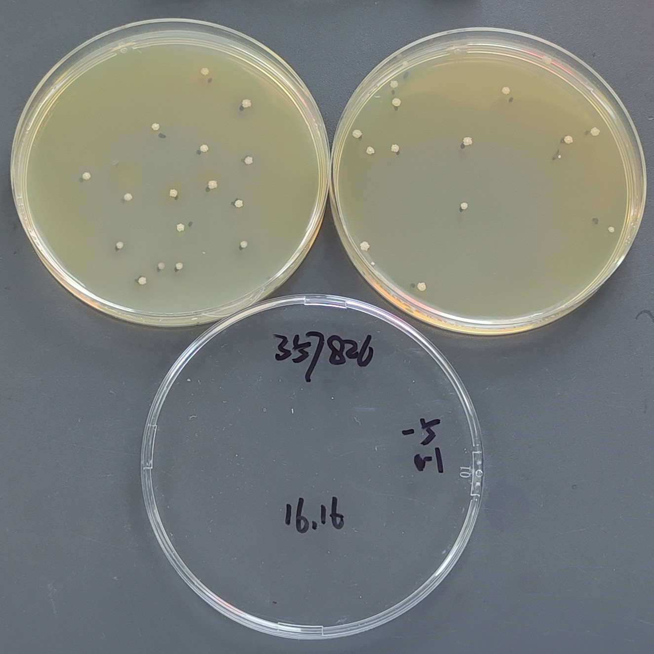 Grass mycobacteria-BNCC