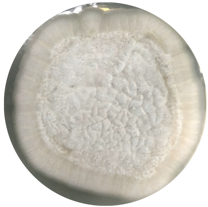Onion Aspergillus-BNCC