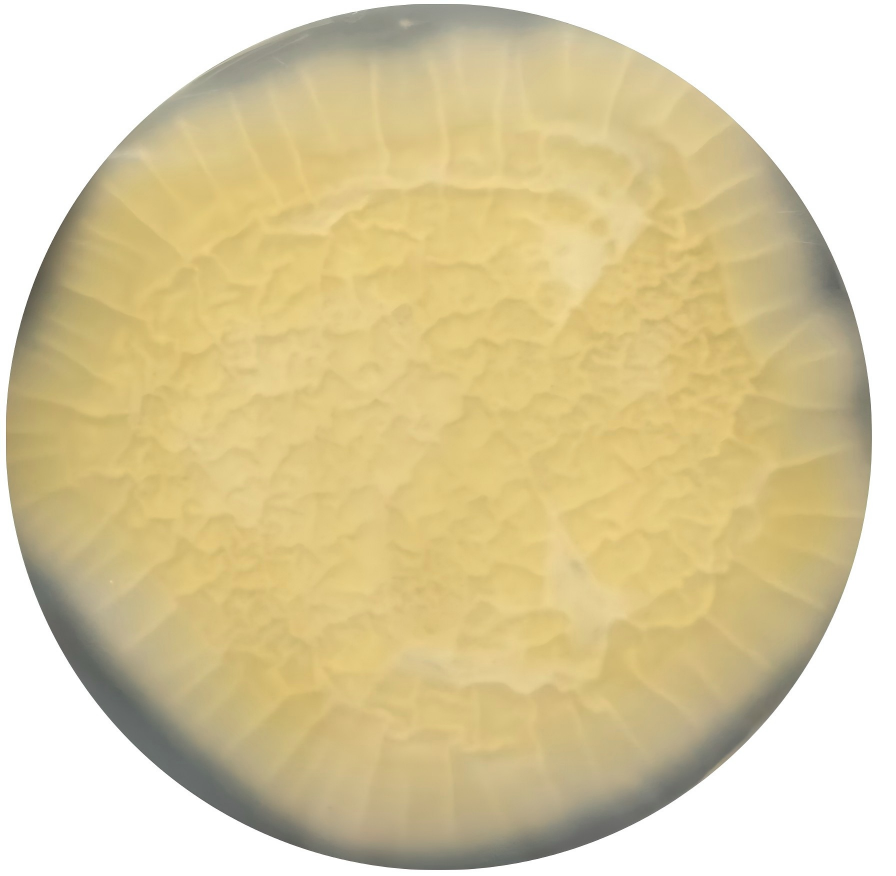 Onion Aspergillus-BNCC