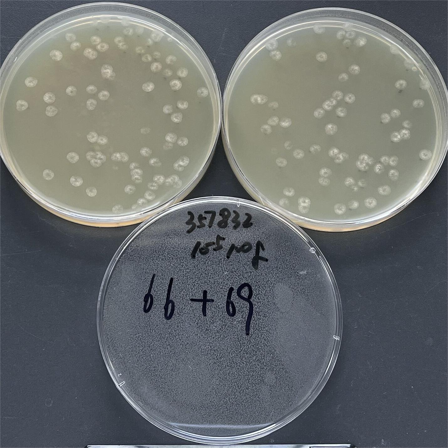 Bright white Aspergillus-BNCC