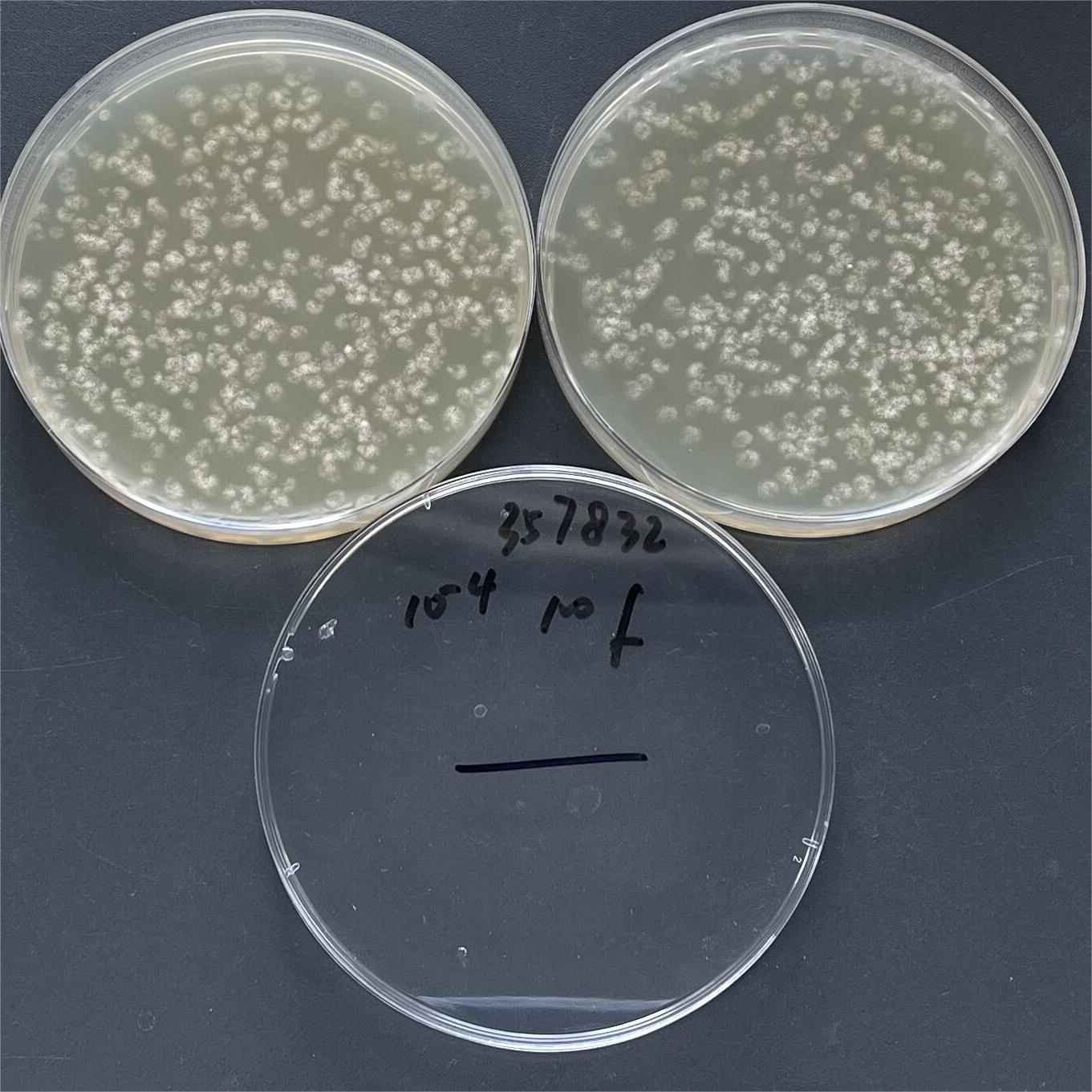 Bright white Aspergillus-BNCC