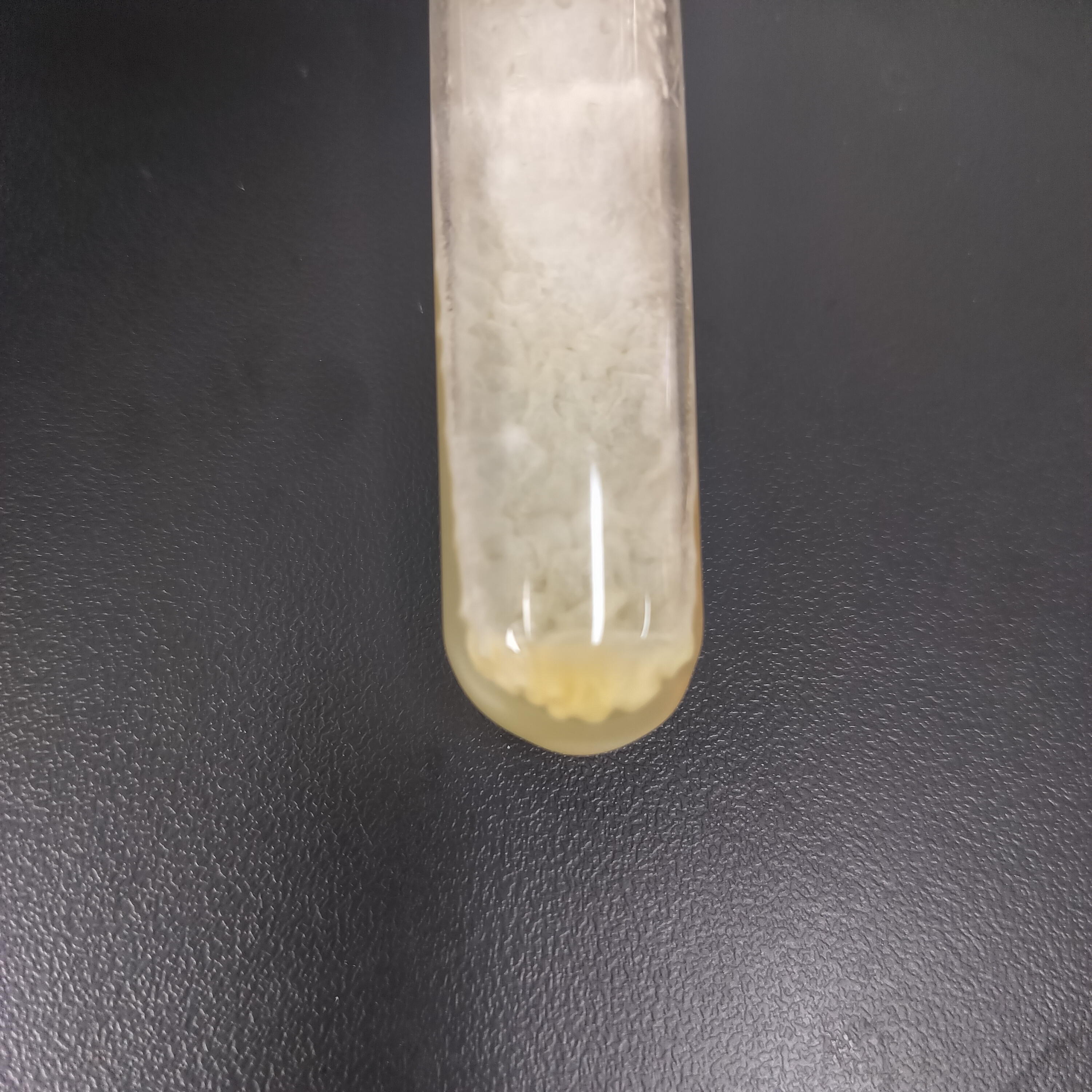 Spotted new disc with multiple fungi-BNCC