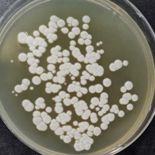 Penicillium guttulosom-BNCC