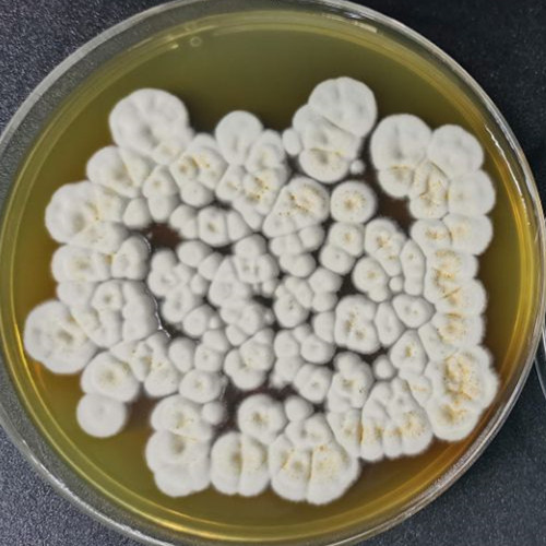 Penicillium guttulosom-BNCC
