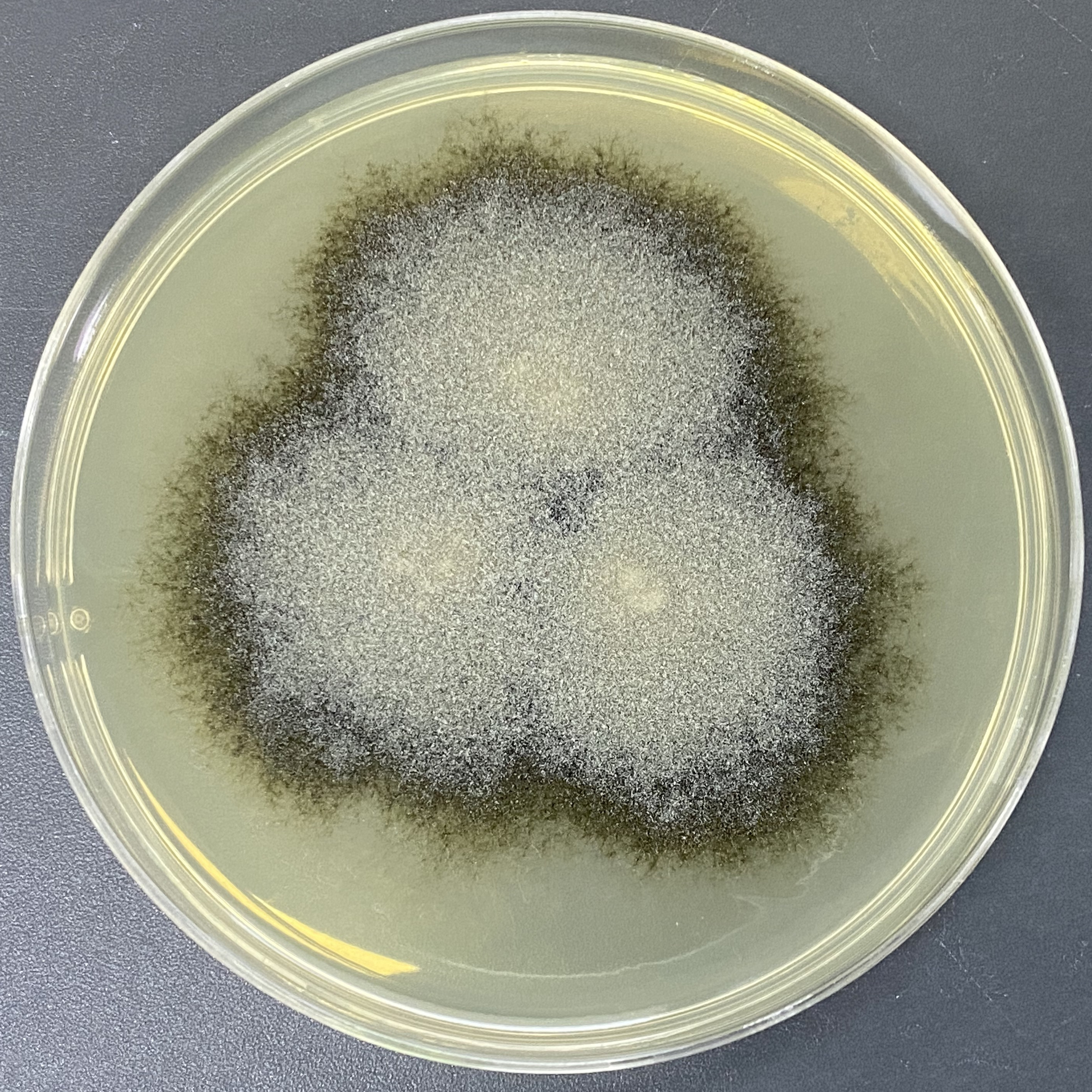 Botrytis cinerea-BNCC