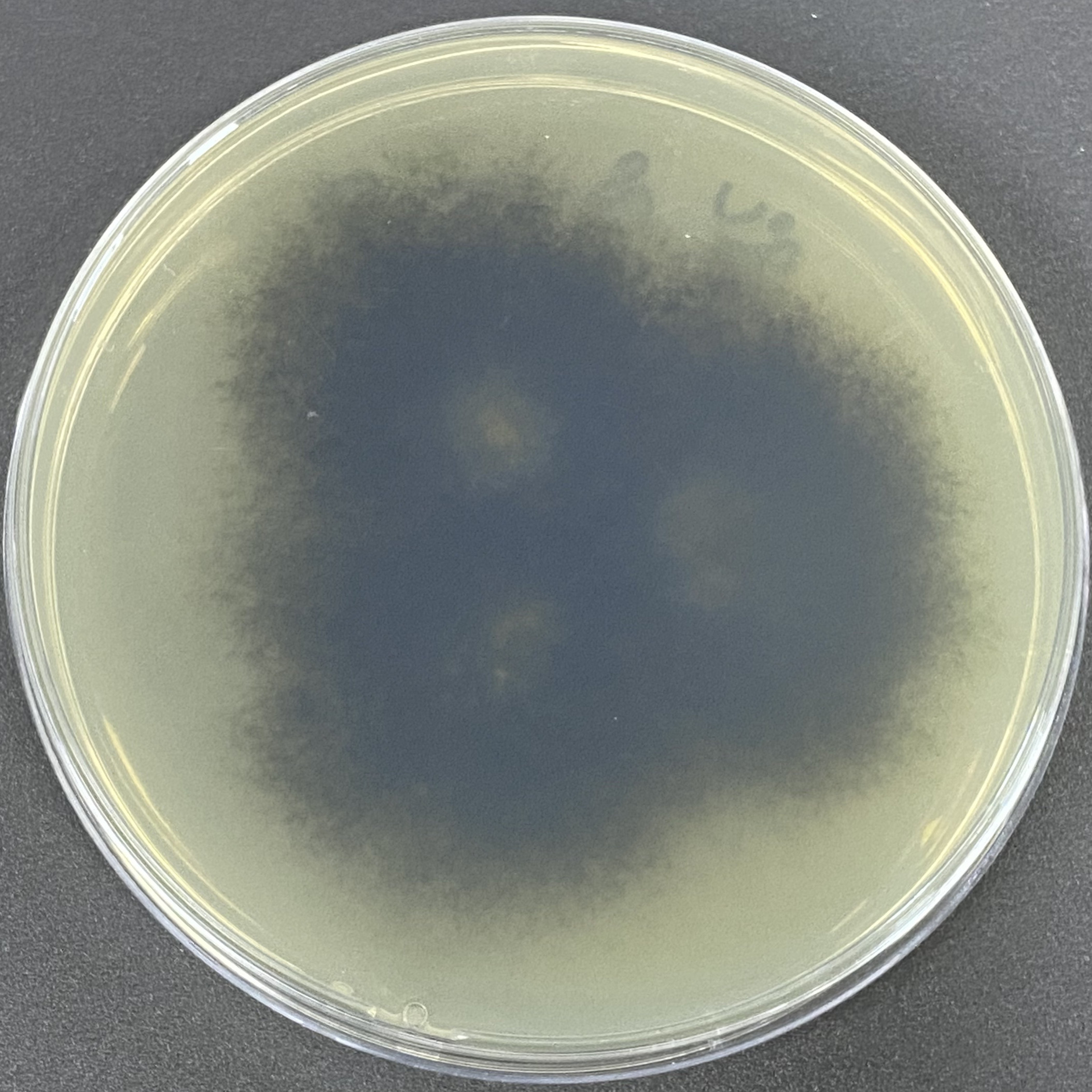 Botrytis cinerea-BNCC