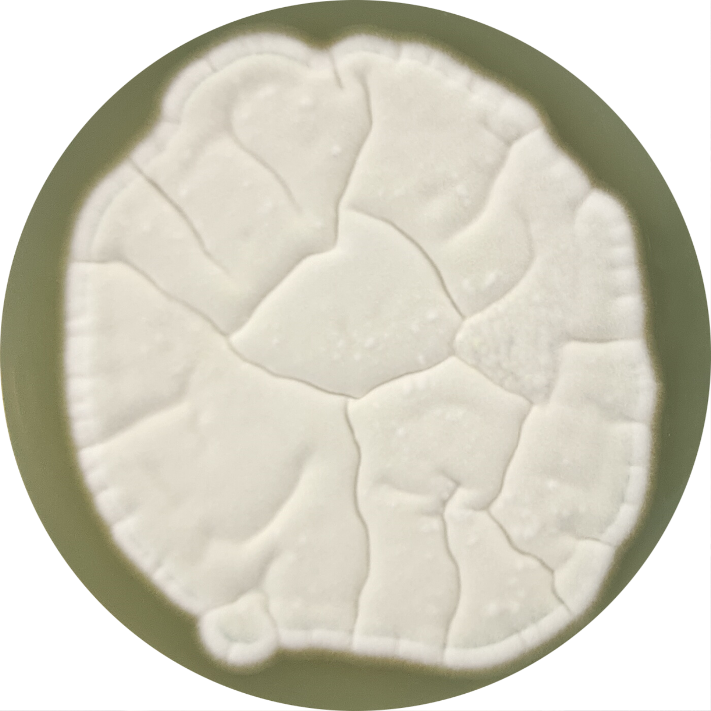 Penicillium flavum-BNCC