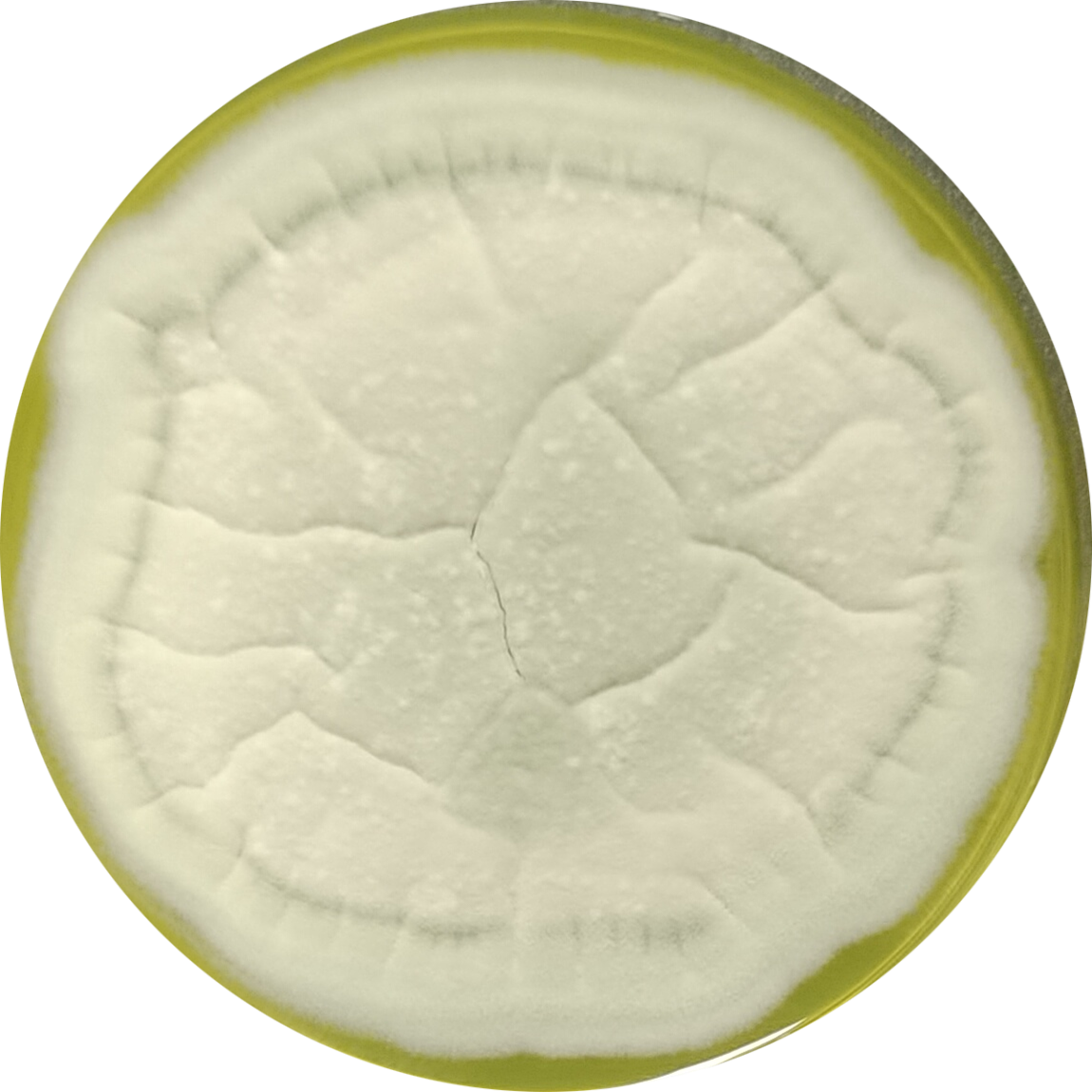 Penicillium flavum-BNCC