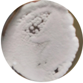Penicillium candidum-BNCC