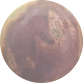 Penicillium candidum-BNCC