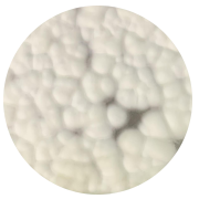 Penicillium cinerea-BNCC