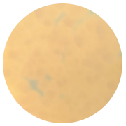 Penicillium cinerea-BNCC