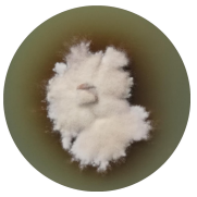 Staphylococcus aureus-BNCC
