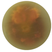 Staphylococcus aureus-BNCC