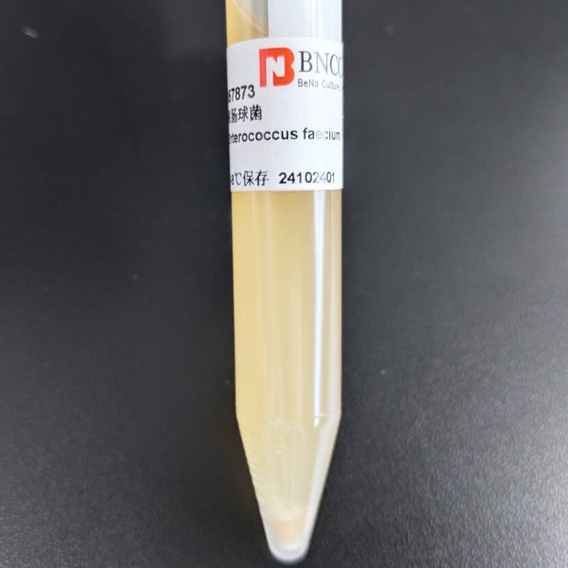 Enterococcus faecalis-BNCC