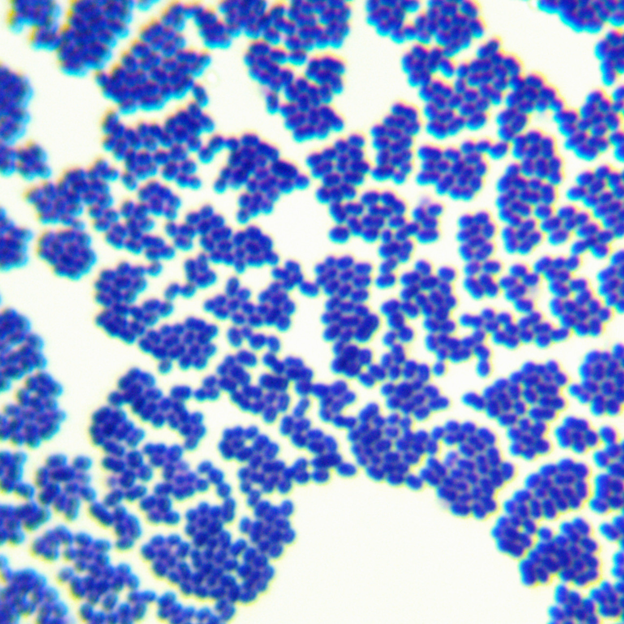 Enterococcus faecalis-BNCC