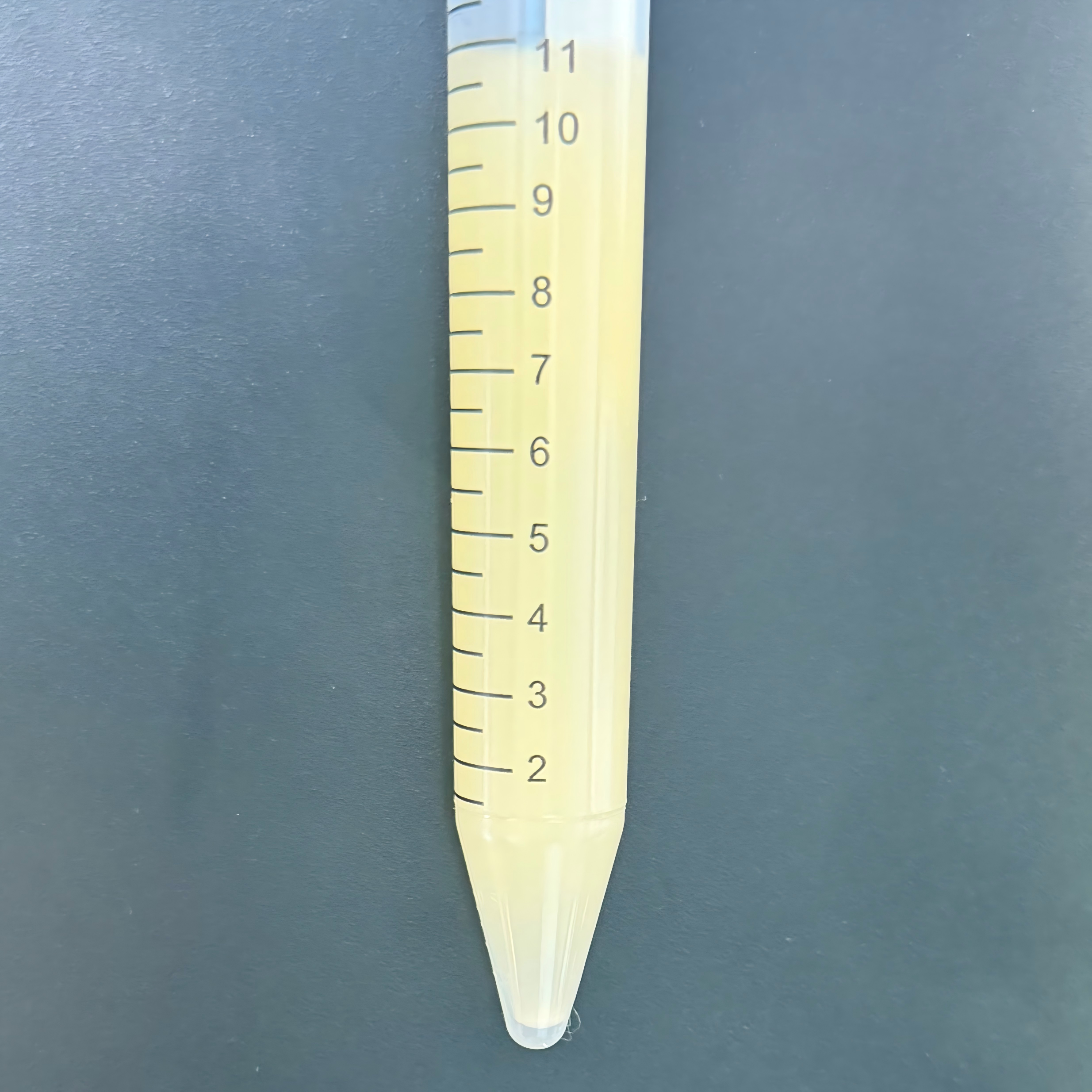 EPI300 Escherichia coli-BNCC