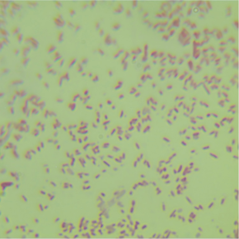 EPI300 Escherichia coli-BNCC