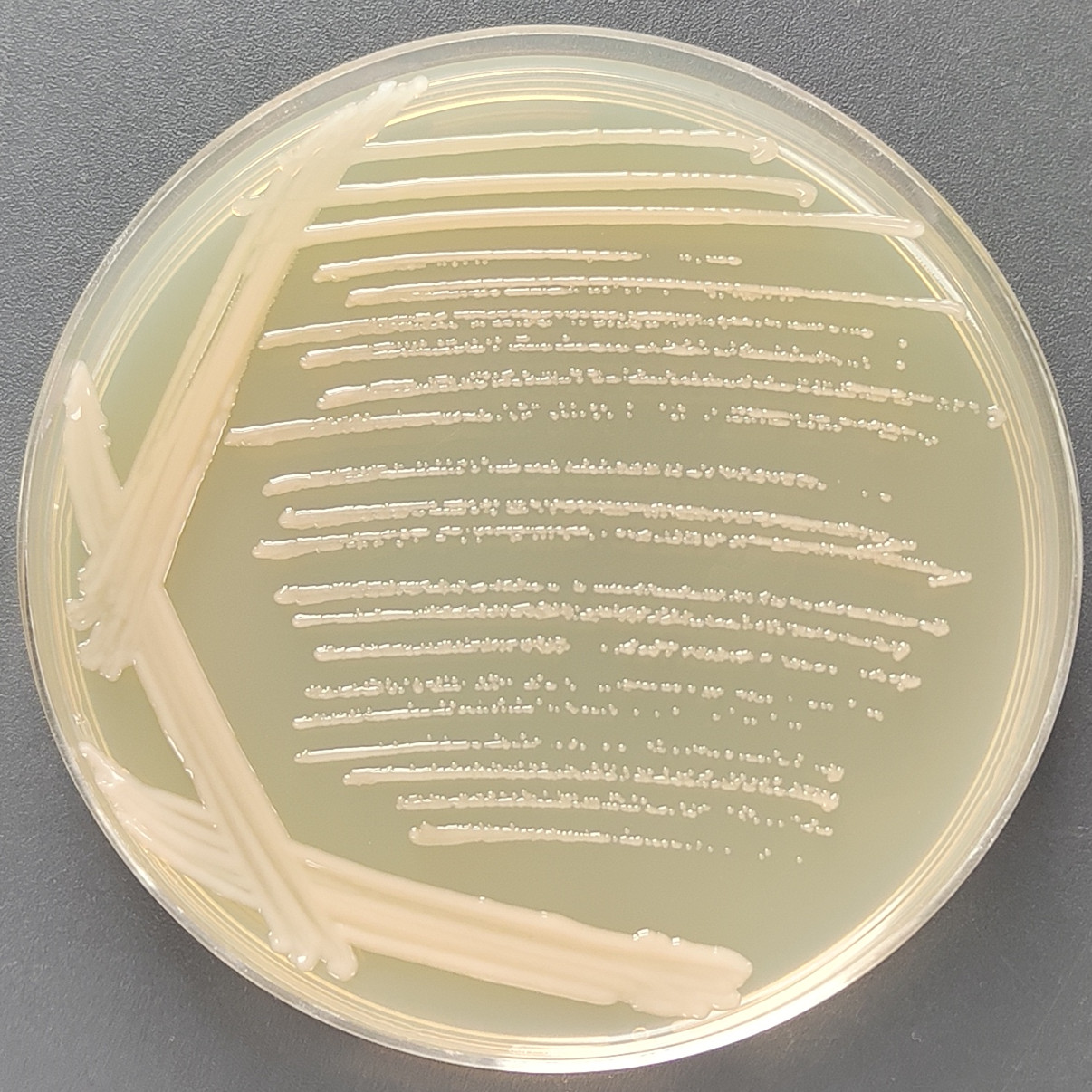 GV3101 Agrobacterium-BNCC