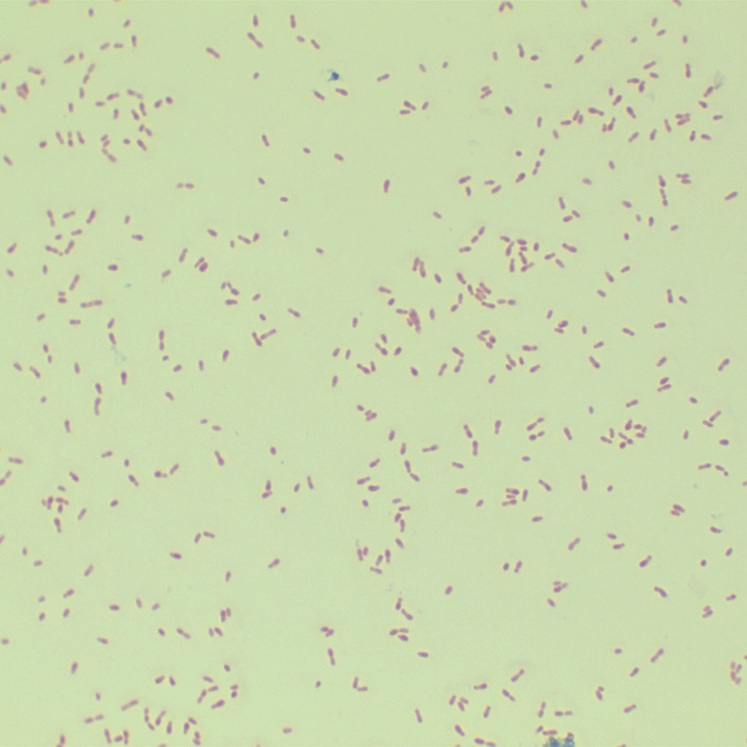 GV3101 Agrobacterium-BNCC