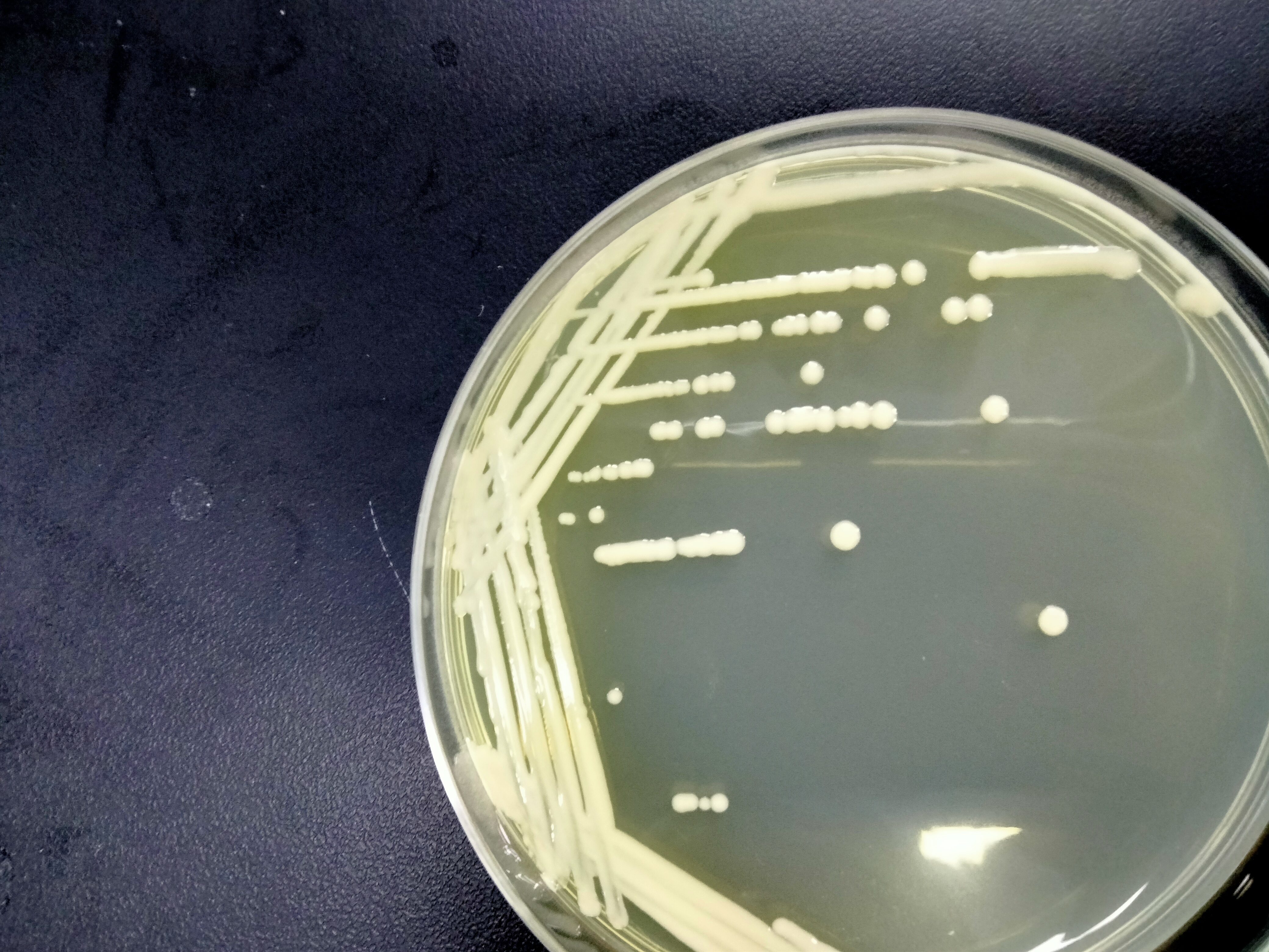GV3101 (pJlC SA rev) Agrobacterium-BNCC