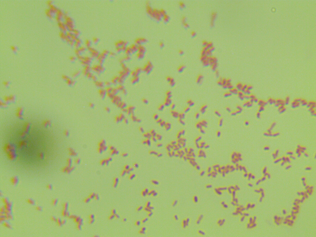 GV3101 (pJlC SA rev) Agrobacterium-BNCC