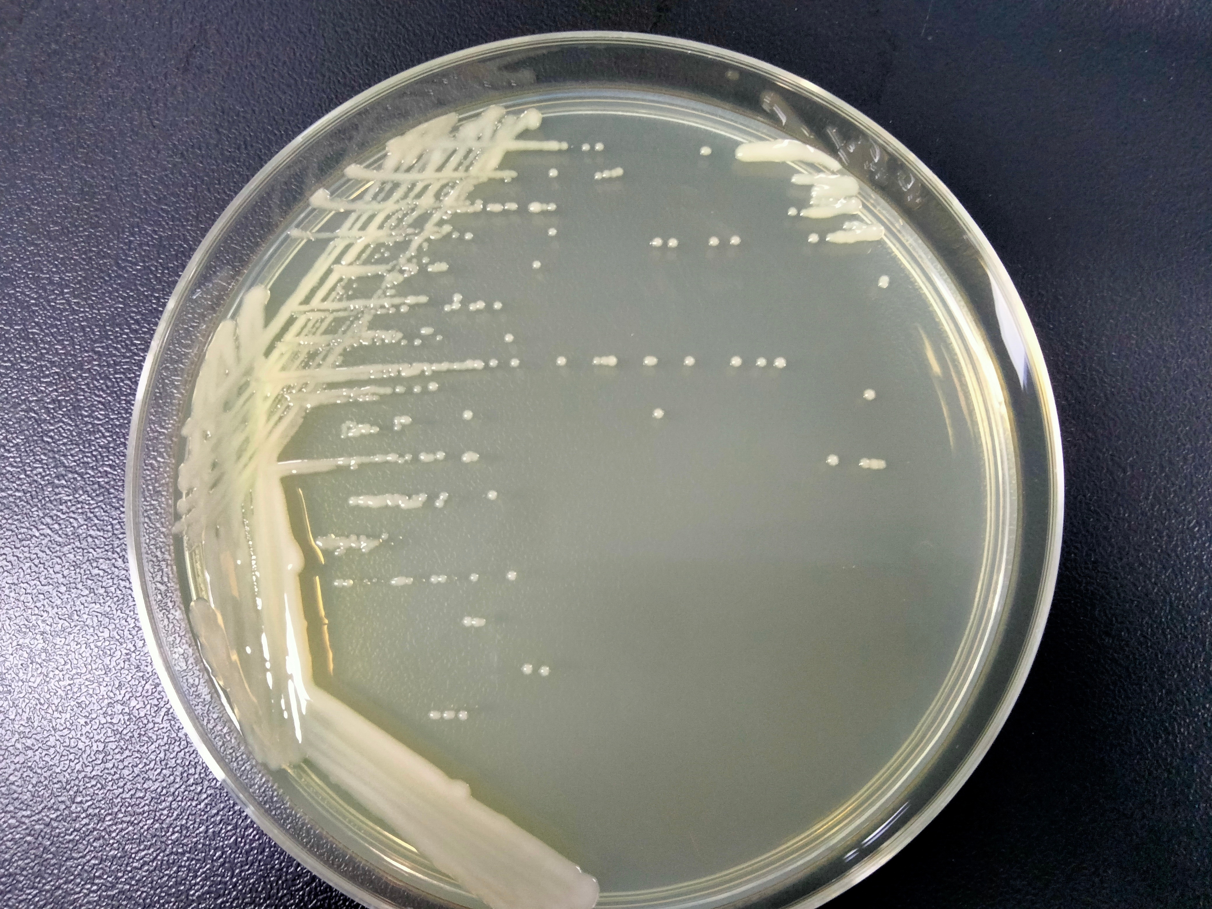 GV3101 (pSoup) Agrobacterium-BNCC